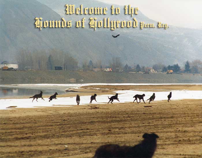 Hollyrood Scottish Deerhounds running on the beach