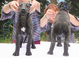 Bramble at 6 weeks