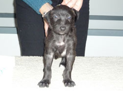 Dexter at 4 weeks