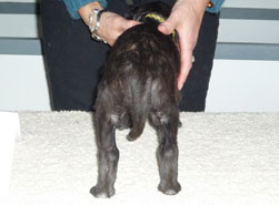 Dexter at 4 weeks