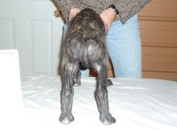 Dexter at 7 weeks