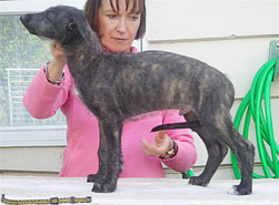 Dexter at 8 weeks