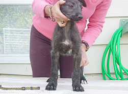 Dexter at 8 weeks