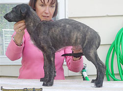 Dexter at 8 weeks