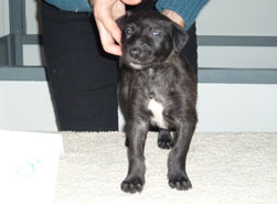 "Dun" at 4 weeks