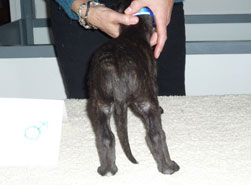 "Dun" at 4 weeks