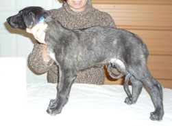 "Dun" at 7 weeks