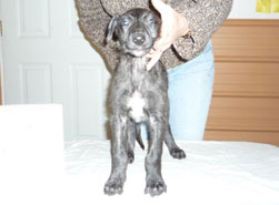 "Dun" at 7 weeks