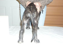"Dun" at 7 weeks