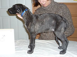 "Dun" at 7 weeks