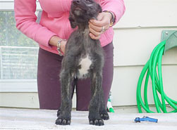 "Dun" at 8 weeks