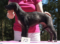 Angus at 8 weeks