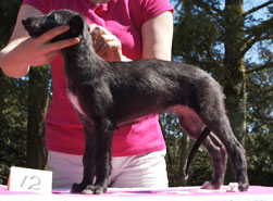 Angus at 8 weeks