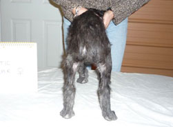 "Lumen" at 7 weeks