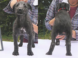 Maya at 6 weeks