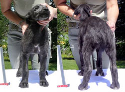 Maya at 8 weeks