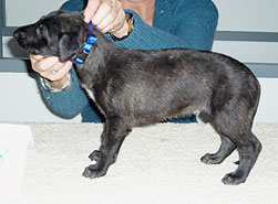 "Dun" at 4 weeks