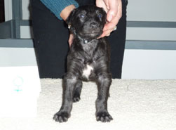"Lumen" at 4 weeks