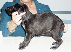 "Lumen" at 4 weeks