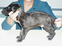 Dexter at 4 weeks