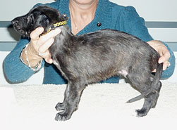 Dexter at 4 weeks