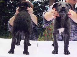 Zippo at 6 weeks