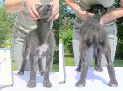 Zippo at 8 weeks