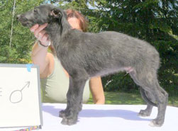 Zippo at 8 weeks