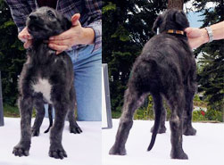 Zippo at 6 weeks