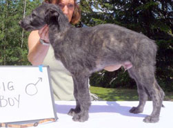 Zippo at 8 weeks