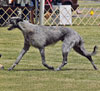 Dunul moving