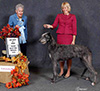 Raven - BPIG - Fraser Valley Dog Fanciers
