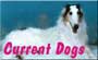 Current Dogs